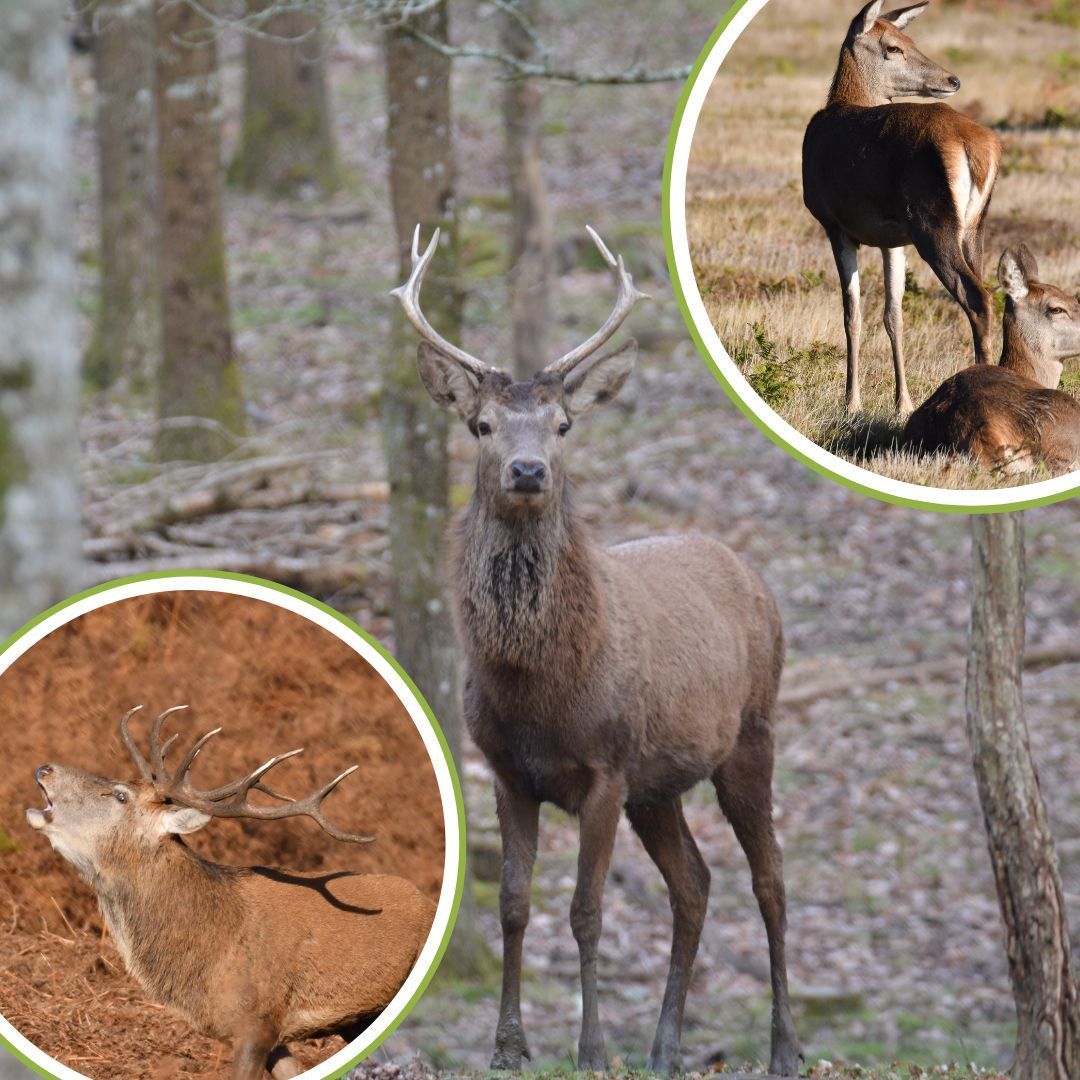 DMQofficial's tweet photo. UK Deer ID

The Red Deer.

One of our 2 native species, and our largest wild land mammal, the Red Deer is one of the UK's most iconic species.

For more information and ID tips for all our UK deer, visit the @BritishDeerSoc website here https://t.co/aDTehWRhAB 
📷 Nick Lane https://t.co/PDPVMyKYmt