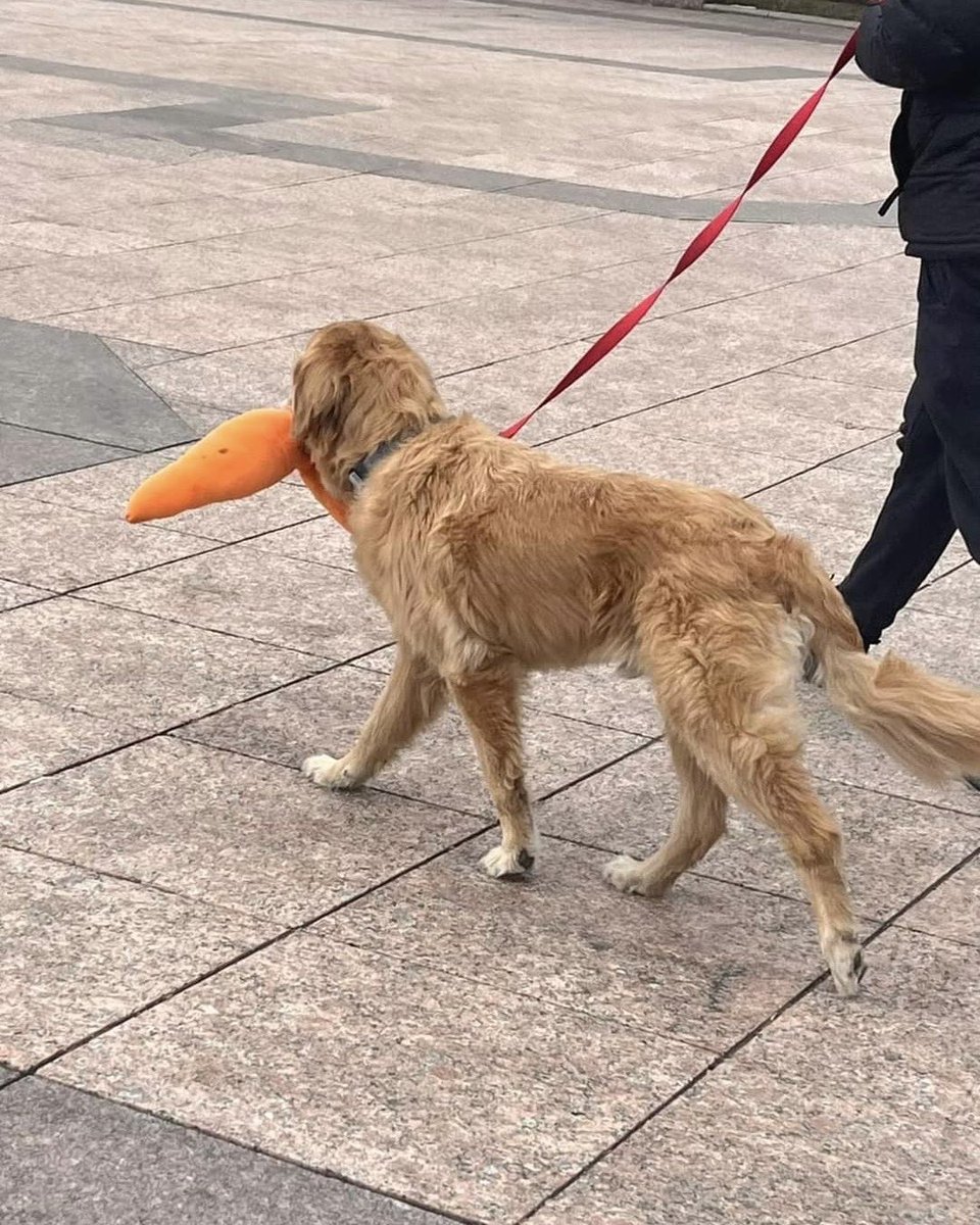 dog_rates's tweet image. This dog has been spotted all over Boston with a gigantic stuffed carrot in his mouth. People started posting their encounters with the pup in April, and it has only gotten cuter over time. The dog could not be reached for comment prior to publication. 13/10