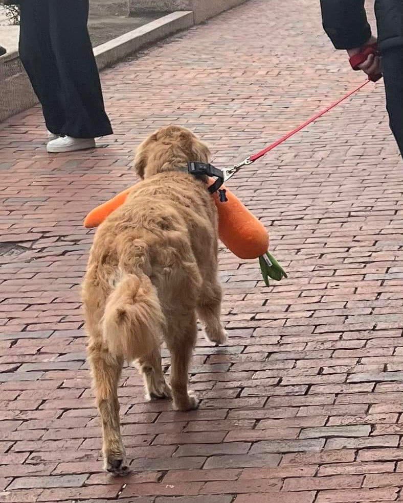 WeRateDogs (@dog_rates) on Twitter photo This dog has been spotted all over Boston with a gigantic stuffed carrot in his mouth. People started posting their encounters with the pup in April, and it has only gotten cuter over time. The dog could not be reached for comment prior to publication. 13/10 This dog has been spotted all over Boston with a gigantic stuffed carrot in his mouth. People started posting their encounters with the pup in April, and it has only gotten cuter over time. The dog could not be reached for comment prior to publication. 13/10