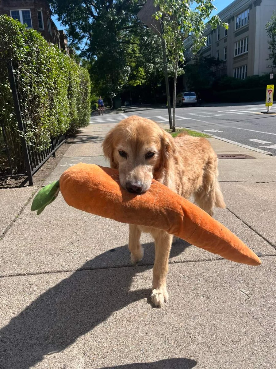 dog_rates's tweet image. This dog has been spotted all over Boston with a gigantic stuffed carrot in his mouth. People started posting their encounters with the pup in April, and it has only gotten cuter over time. The dog could not be reached for comment prior to publication. 13/10