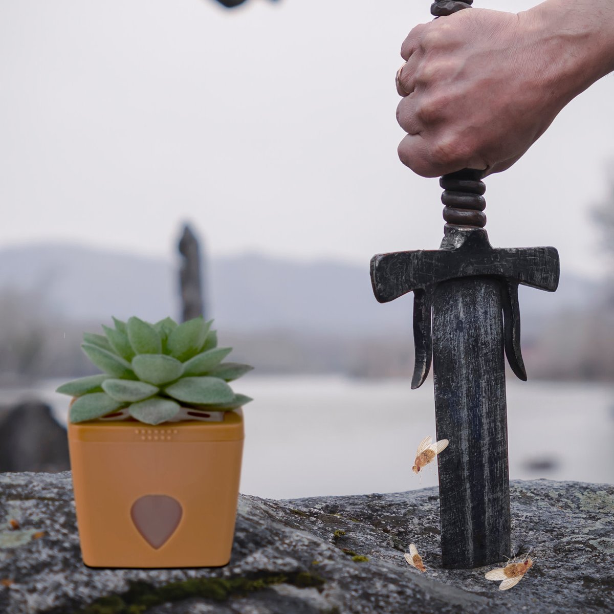 ZendoZones's tweet image. Your protection against fruit flies, ZendoZones® Fruit Fly Traps.
#FruitFlyControl #FruitFlySolution #PestControl