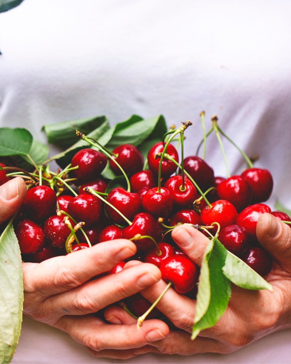 Consider this an appreciation post for the best summer fruit! Celebrate #NationalCherryDay with us! 🍒