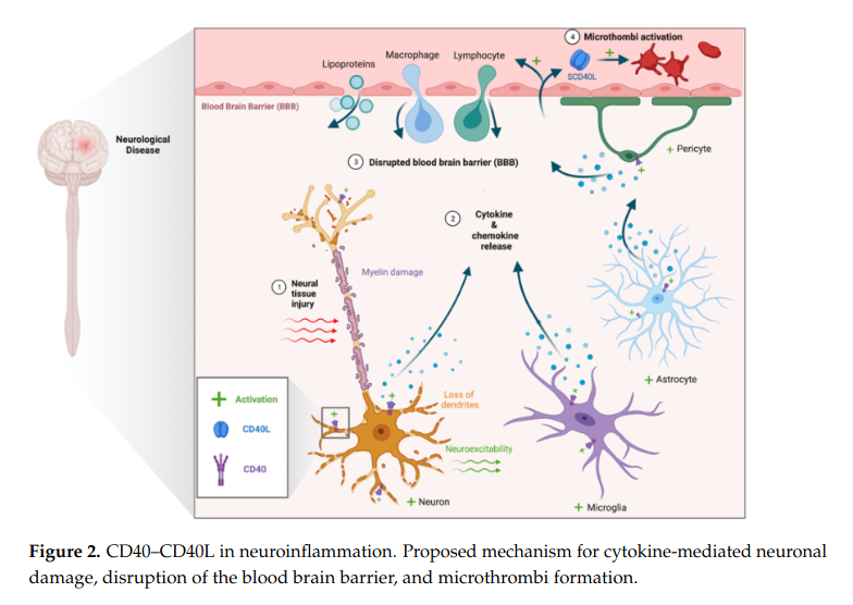renesugar's tweet photo. CD40–CD40L in Neurological Disease #sCD40 #sCD40L #ADAM10 #ADAM17 #JAK #STAT #HIFα #HIF1α #MECFS #LongCovid
https://t.co/3g3HaKyukt https://t.co/6yWdNKZjDV