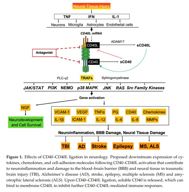 renesugar's tweet photo. CD40–CD40L in Neurological Disease #sCD40 #sCD40L #ADAM10 #ADAM17 #JAK #STAT #HIFα #HIF1α #MECFS #LongCovid
https://t.co/3g3HaKyukt https://t.co/6yWdNKZjDV
