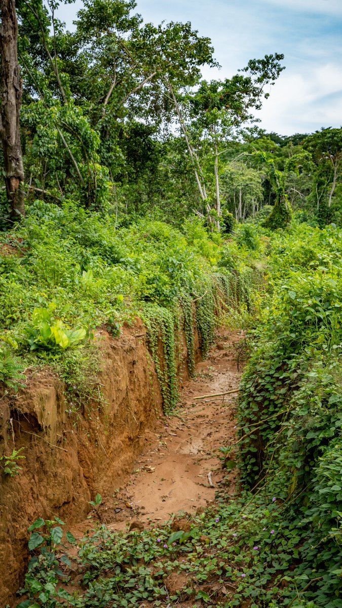 Grâce aux tranchées établies par la Fondation Odzala-Kokoua-Lossi et @elephantcrisisfund, Maxime Millam,  du village de Mokouangonda, sécurise ses cultures contre les éléphants. 👉instagram.com/p/339671850338…
@Africanparks #fondationodzalakokoualossi #elephants #humanwildlifeconflict