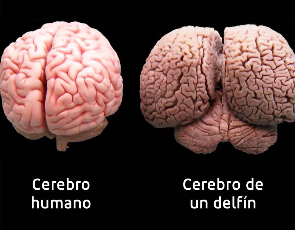 Enséñame de Ciencia tweet media