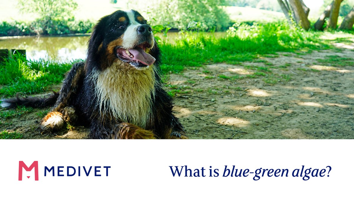 Medivet_UK's tweet photo. Do you know how to spot blue-green algae? 

Contact your vet immediately if you think your pet is at risk of blue-green algae poisoning. For more information of what to look out for and how to protect your pet, read our advice article here: https://t.co/Z713gaPEEy https://t.co/hJLIs9t7H4