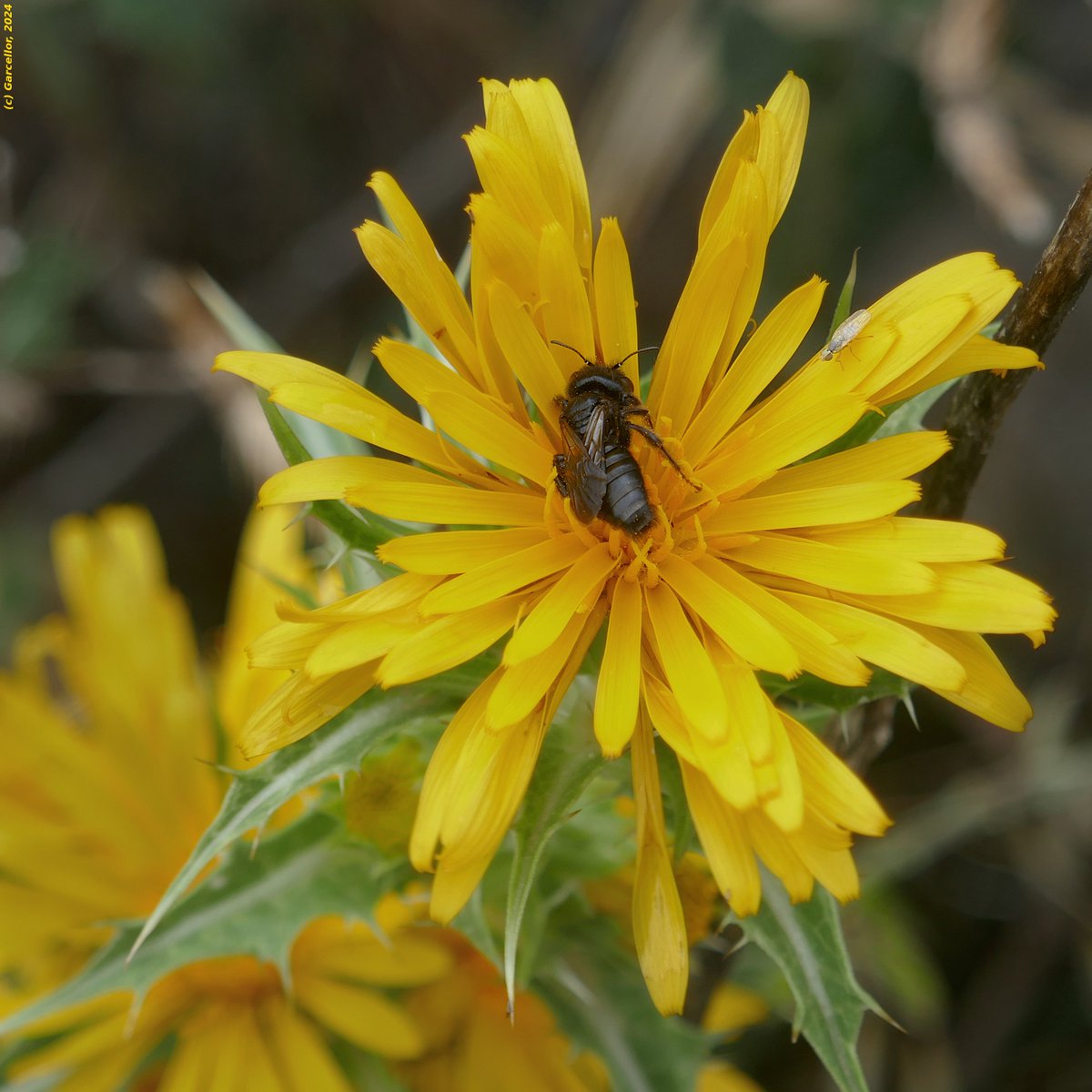 LorenzoGarciaCe's tweet photo. (1/4) Un cardillo concurrido.
Pos. Megachile sp. - Abeja cortahojas y un ¿sírfido? sobre Scolymus hispanicus - Cardillo.
Guadalix de la Sierra, Madrid, España. Junio de 2024.
#garcellor #scolymushispanicus #cardillo #florademadrid #floreshabitadas #floresdeverano https://t.co/SFrz1GNcBl