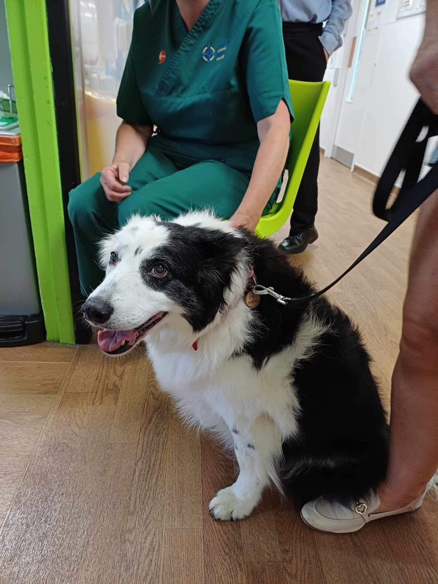Delyth Fôn (@delythfon) on Twitter photo Dyma ni Flo y ci therapi sydd wedi bod yn codi calonnau y cleifion ar staff heddiw yn Ysbyty Gwynedd❤️❤️❤️❤️❤️🥰<a href="/MclardieNicky/">Nicky McLardie</a> <a href="/clarew1978/">clare wilding</a> <a href="/DawnneJ/">Dawnne Jenkins 💙</a> <a href="/dementia_nurses/">Nyrsys Dementia - Dementia Nurses</a> <a href="/BetsiCadwaladr/">Betsi Cadwaladr</a> Dyma ni Flo y ci therapi sydd wedi bod yn codi calonnau y cleifion ar staff heddiw yn Ysbyty Gwynedd❤️❤️❤️❤️❤️🥰<a href="/MclardieNicky/">Nicky McLardie</a> <a href="/clarew1978/">clare wilding</a> <a href="/DawnneJ/">Dawnne Jenkins 💙</a> <a href="/dementia_nurses/">Nyrsys Dementia - Dementia Nurses</a> <a href="/BetsiCadwaladr/">Betsi Cadwaladr</a>