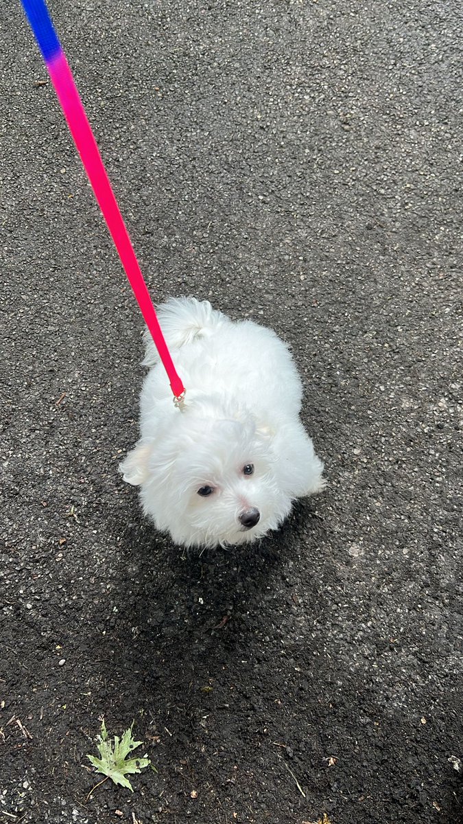 New Doggy 🐕 🩵💜🩵