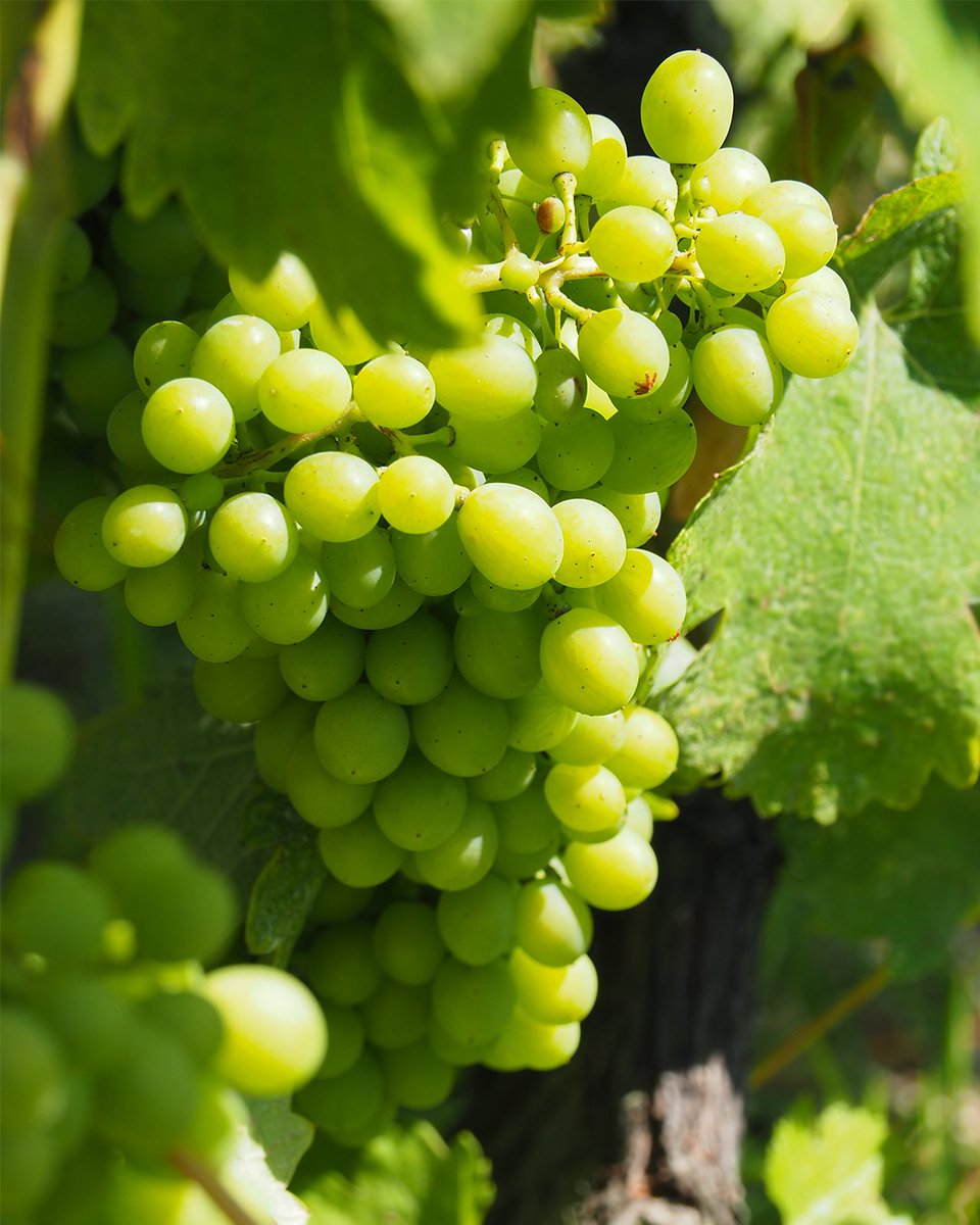 M_Chapoutier's tweet photo. Sur la Colline de l’Hermitage, la #vigne profite du soleil.
La nouaison laisse place à la fermeture de la #grappe… le #millésime 2024 se rapproche progressivement. 🍇 #chapoutier https://t.co/GftIIymvUJ