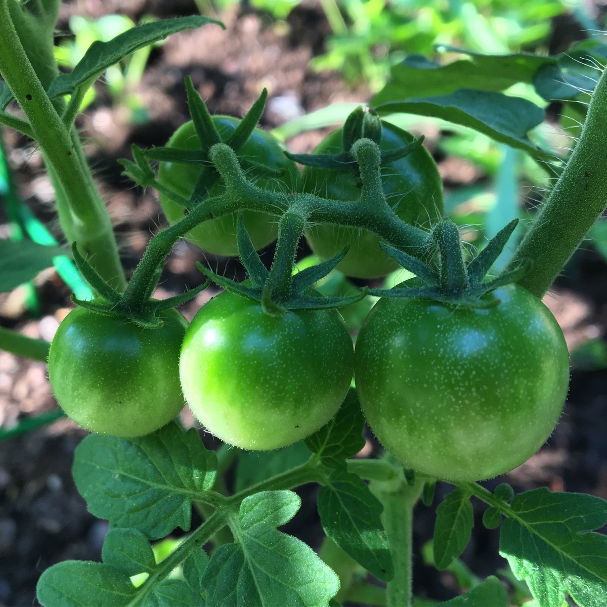 kimgraziano's tweet photo. 🍅💚Tomato Tuesday! #tomatotuesday #tomato #garden #homegarden #letsgrow #gardening #tomatoes #joyfuljuly https://t.co/6iKQjNiSs0