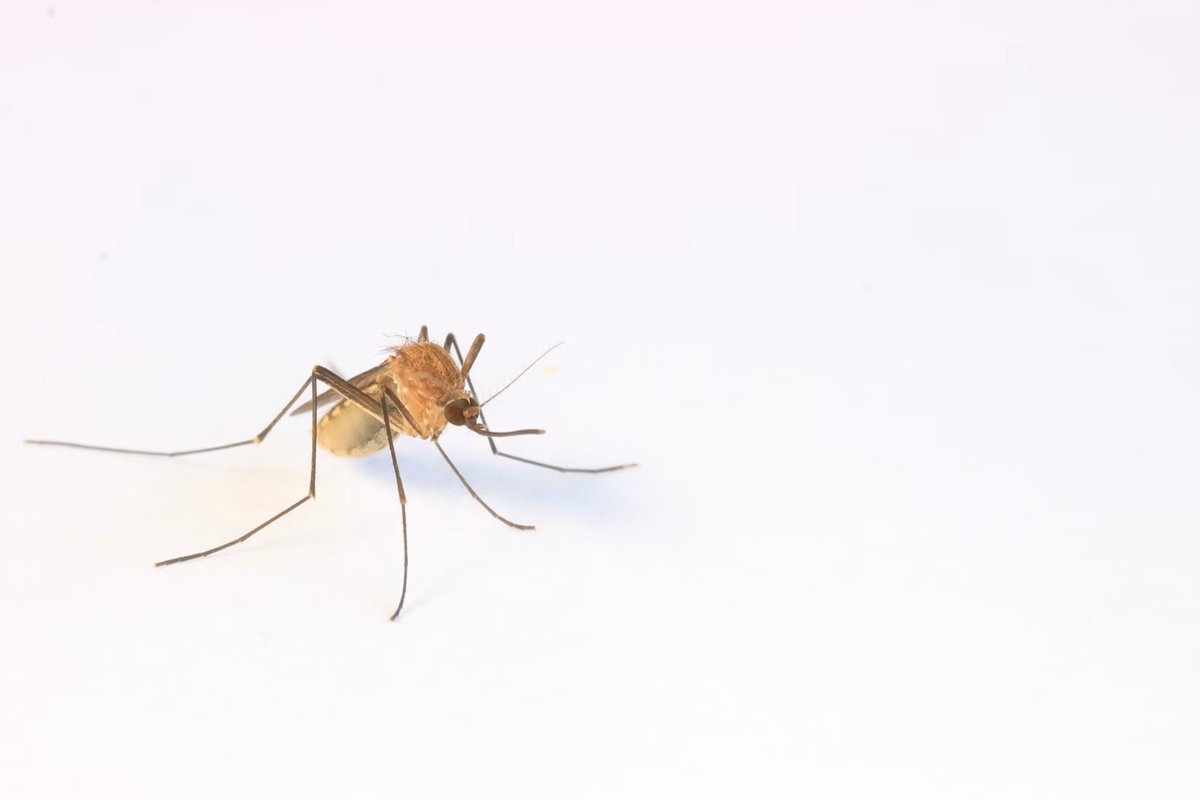 Dr Cameron Webb (@mozziebites) on Twitter photo Can #citizenscience platforms such as <a href="/inaturalist/">iNaturalist</a> help understand mosquito activity in UK & Ireland? Check out our latest publication in @_SOVE_ bioone.org/journals/journ… 🦟 Can #citizenscience platforms such as <a href="/inaturalist/">iNaturalist</a> help understand mosquito activity in UK & Ireland? Check out our latest publication in @_SOVE_ bioone.org/journals/journ… 🦟