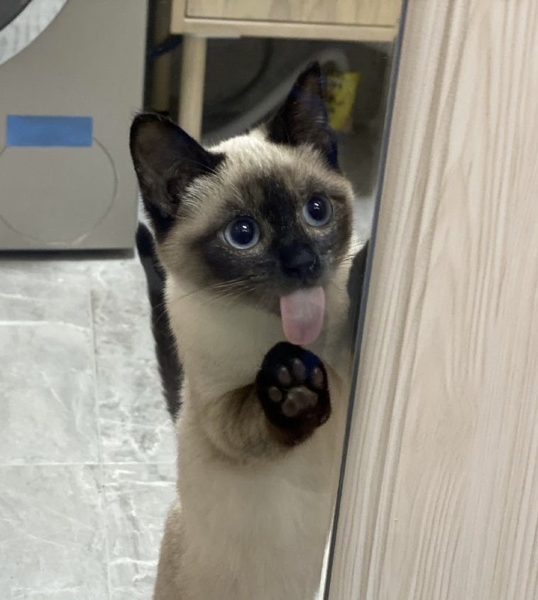 Punch Cat (@punchingcat) on Twitter photo 
