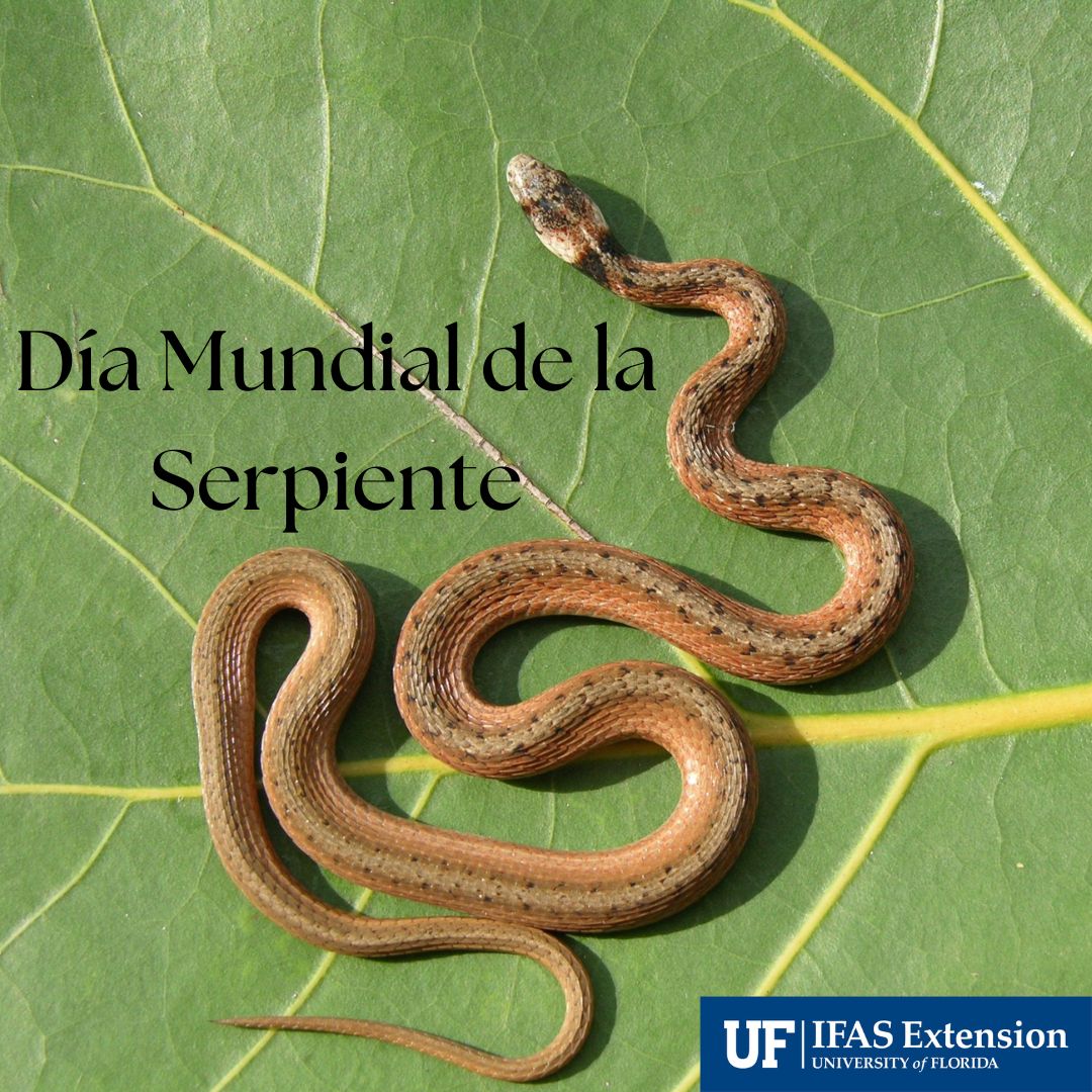 UF_RWEL_esp's tweet photo. ¿Sabías que hoy es el día mundial de las serpientes? Pues sí, el 16 de Julio se celebran a estos reptiles únicos. Es importante aprender a identificar, comprender y respetar a las serpientes para que podamos compartir su espacio de manera segura. https://t.co/VUt8r329oK
