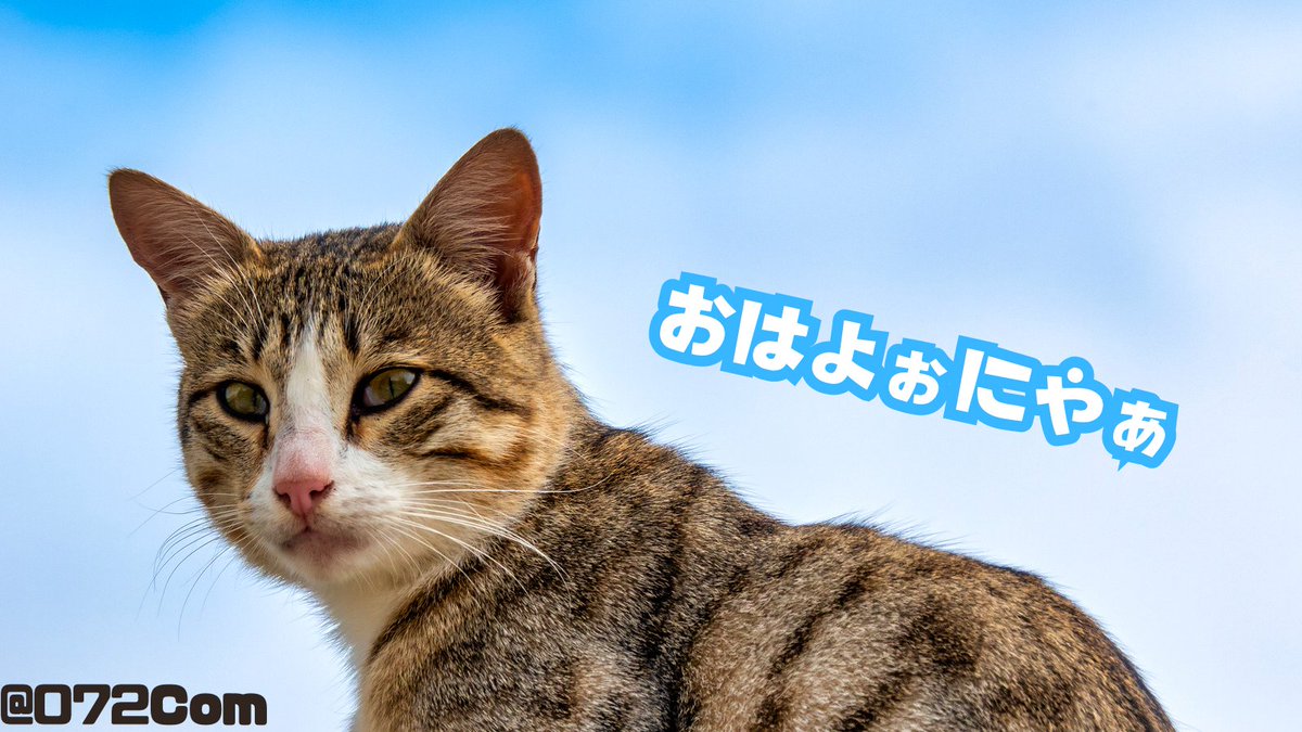 😾「もう起きてるかニャ⁇」
😾「にゃんだか、みんにゃの反応ないにゃ」

💁「起きてる！起きてるってばー」
💁「はいはい、👍押せばいんでしょ」

😽「一緒にチュールも…」

💁「わかったよ…♻️これでしょ」

#ねこ