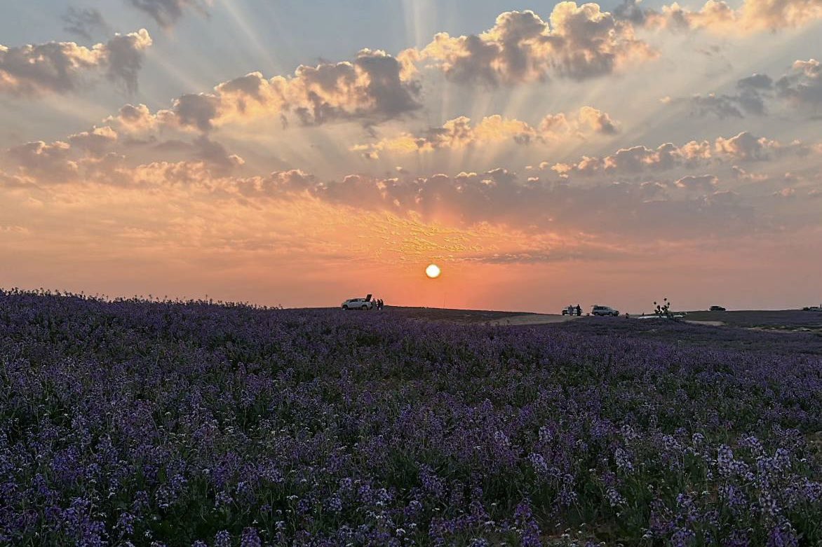 نداري بريق السمعه اللي غشاها النور
مثل ماتدارى العين من شوكة السدره .