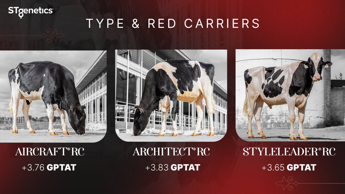 STgenetics's tweet photo. AIRCRAFT*RC, ARCHITECT*RC and STYLELEADER*RC are three #RedCarrier Sires over 3 points for GPTAT with great family lines and all #STyleGenetics™ designated, promising to make the correct #TYPE_1 of cattle for the showring and barn! Available in #Ultraplus™. #STgenetics https://t.co/GYvEdZdPrC