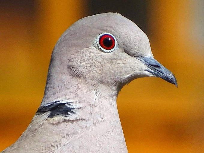 a_london_pigeon's tweet image. Striking blood-red eye 
Collared Dove (Streptopelia decaocto). 
📷  Beany Birder @BeanyBirder #December2016