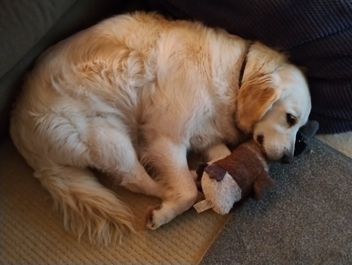 kitteridge_lisa's tweet photo. Think the excitement of us coming home has wiped them both out!!
To say they were happy to see us was an understatement. Even though Grandad gives them a cup of tea and 57 treats every day! 😂😉
#wornout
#overexcitement
#homesweethome
#nowherelikehome https://t.co/si5RpBCMrq