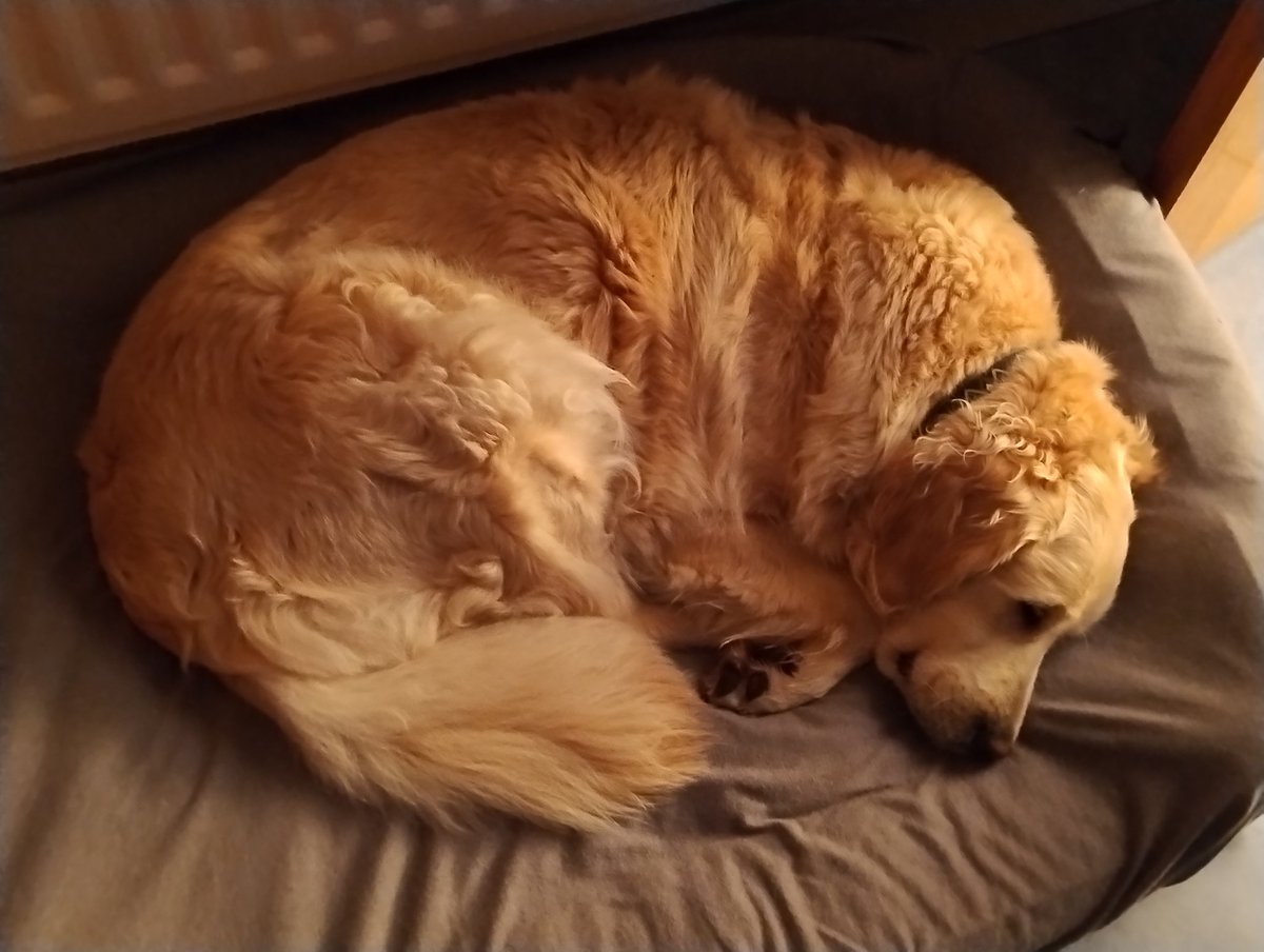 kitteridge_lisa's tweet photo. Think the excitement of us coming home has wiped them both out!!
To say they were happy to see us was an understatement. Even though Grandad gives them a cup of tea and 57 treats every day! 😂😉
#wornout
#overexcitement
#homesweethome
#nowherelikehome https://t.co/si5RpBCMrq