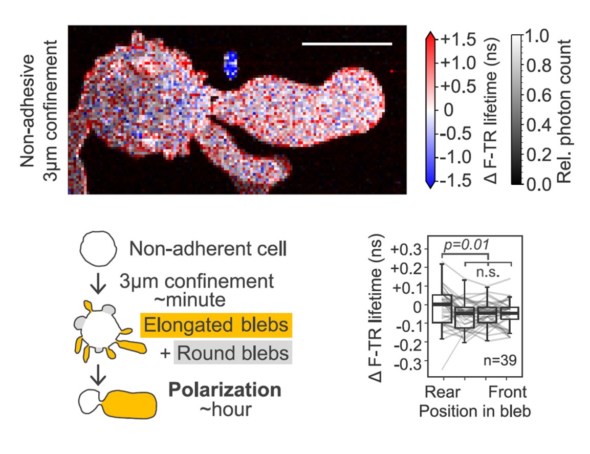 📊 While some studies suggested limited propagation, others indicated long-range propagation. Our work reconciles conflicting models of membrane tension propagation. We show that if cells move in amoeboid mode they do not have tension gradients. 🧩🧬 #MembraneBiophysics 8/12