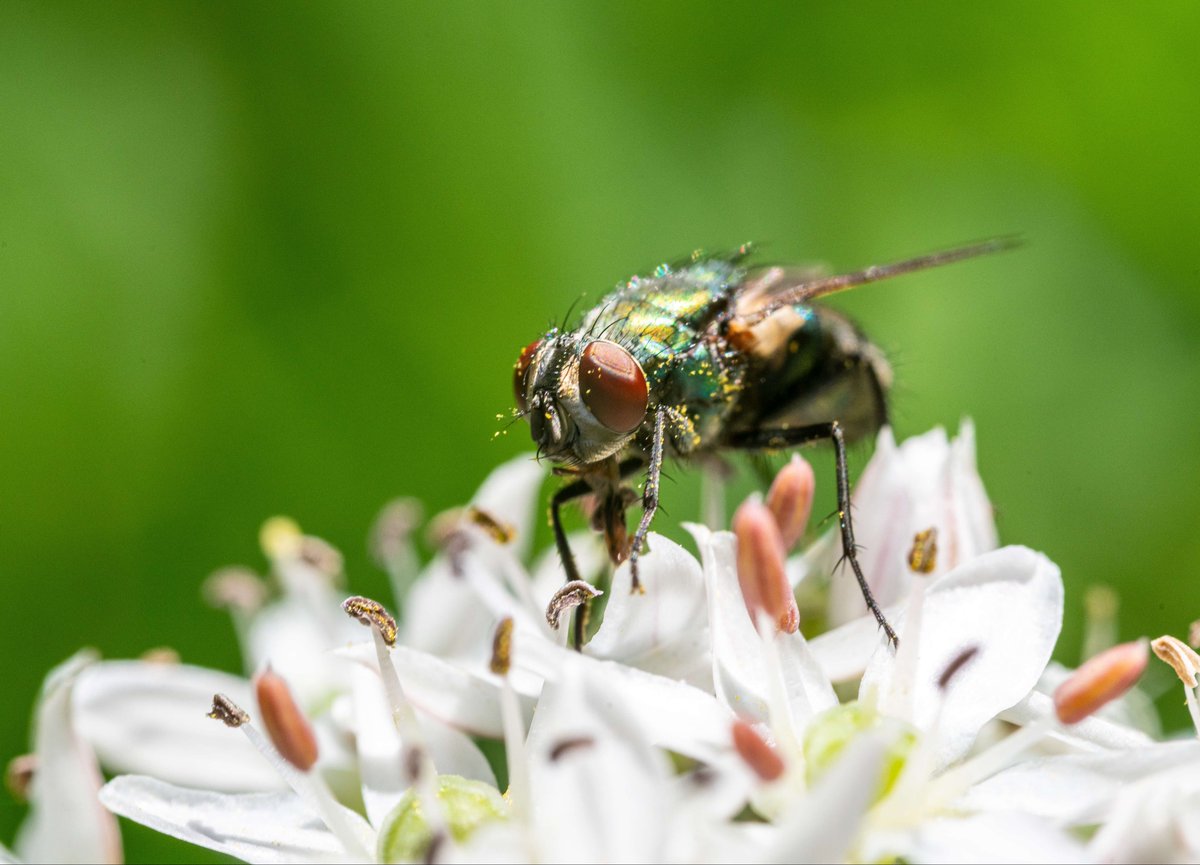 mmijangos's tweet photo. Le dijo la abeja a la mosca: 
— Ese trabajo es una mierda.

Respondio la mosca:
— ¡Excelente yo lo hago!

La mosca no sabia que solo era cansancio lo que tenia la abeja. https://t.co/SkM3IsBNeV