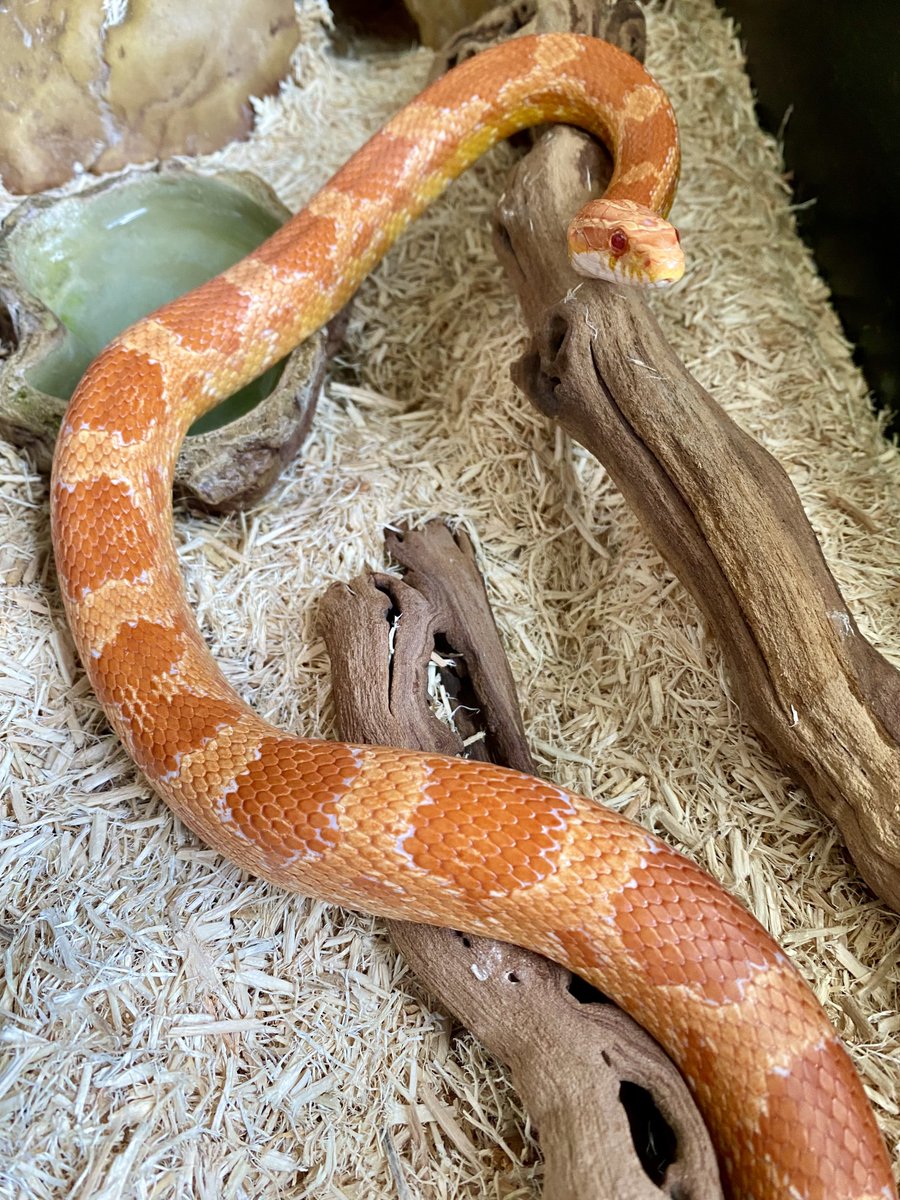 quadrafon's tweet photo. Today is #WorldSnakeDay so here's my own Cecilia, an eight-year-old American corn snake. #snakes #cornsnake https://t.co/uFlkaiqGEf