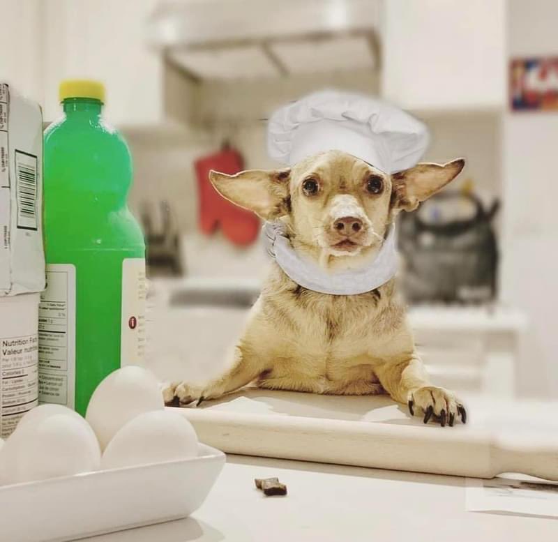 Walks 'N' Wags PFA tweet media