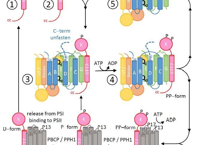 The stromal side of the cytochrome b6f complex regulates state transitions (Alexis Riché, Louis Dumas, Soazig Malesinski, Guillaume Bossan, Céline Madigou, Francesca Zito, Jean Alric) buff.ly/3Y3CJ55 <a href="/ASPB/">ASPB</a> #PlantSci