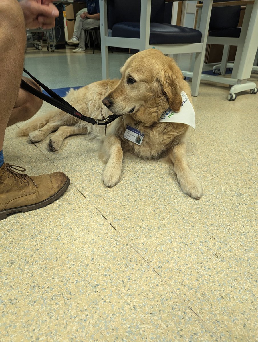 When Lloyd came to say hello to the patients. ❤️
#DischargeloungeQE
#Petsinhospital
<a href="/TeamHCOPUHB/">Stacey</a> 
<a href="/uhbtrust/">University Hospitals Birmingham</a>