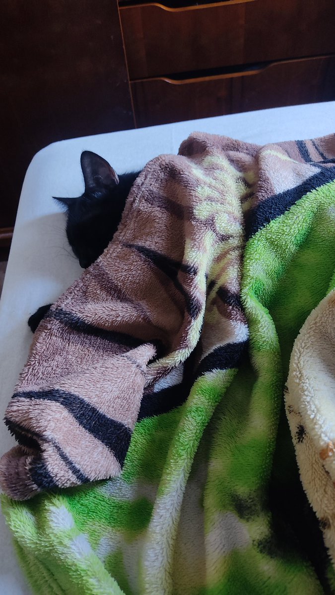 SarahEsteves14's tweet photo. Eu tô num dia bem ruim, questionando todas as minhas escolhas de vida, me perguntando o que estou arrumando pra mim. Eis que chegou no meu quarto e encontro na cama a minha gata sem um fio preocupação. Pq eu não vi pra essa vida ser gato?? Pq Deus ? https://t.co/MZ4fgtmp1F