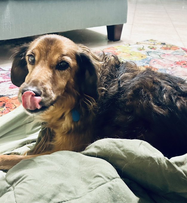 Well. @getspotcovered came through again.  I have never had to argue or jump through hoops to get my<a class="tags" target="_blank" title="On Twitter" href="/?out=eyJ0eXAiOiJKV1QiLCJhbGciOiJIUzUxMiJ9.eyJpYXQiOjE3MjEzNjExODgsImlzcyI6InR3cG9ybnN0YXJzLmNvbSIsIm5iZiI6MTcyMTM2MTE4OCwiZXhwIjoxNzUyODk3MTg4LCJyZWRpcmVjdF91cmwiOiJodHRwczovL3R3aXR0ZXIuY29tL2dldHNwb3Rjb3ZlcmVkIn0.nx9eyCQVAI38fmCJy8QhQj9GwvXEVKiLKu6KKwIdKhU2KxZQLAJ26esPuqiO_-QK1IPO3sifscBOI1MuKkCRzw">@getspotcovered</a><a href="/tag/twitteroftime"class="tags"><span>#twitteroftime</span></a>