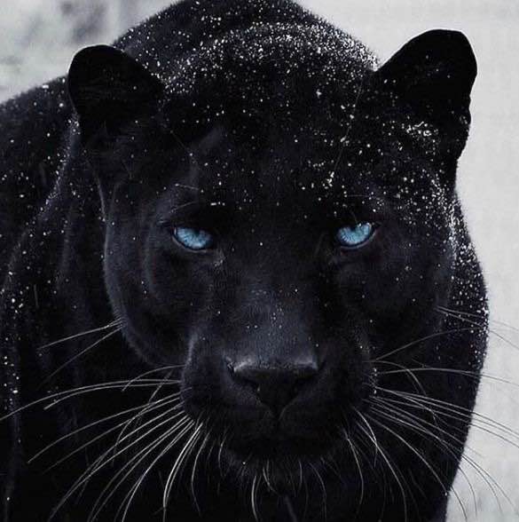 🐾RP/OC/SPN/MV/X-Over Friendly
🐾Jaguar Shifter
🐾Writer is 25+ (Not new to RP)
🐾MS (Ships with chem)
🐾Bi (Female Lean)
🐾NSFW/SFW
🐾Lewd only in DMs
🐾DMs open for plotting
🐾MDNI!! 
🐾Constantly dyes her hair
🐾Bartender