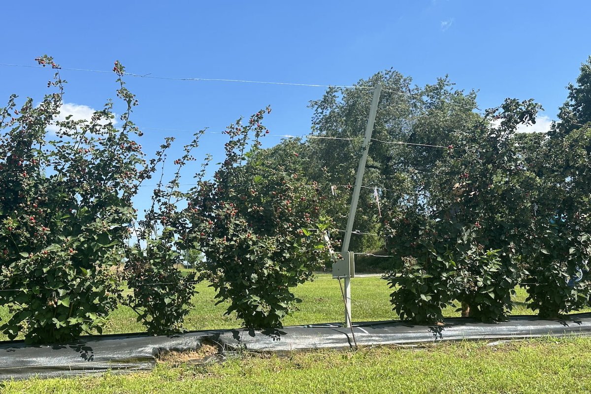 Arkansas Agricultural Experiment Station (@arkagresearch) on Twitter photo It’s #blackberry season, and the spotted wing drosophila is in the fields causing problems for growers. Hear Aaron Cato explain how the rotating cross-arm (RCA) trellis can improve pest management against the insect at bit.ly/4cx1VF2 <a href="/AginArk/">UA System Div of Ag</a> @Ar_Extension <a href="/uarkhort/">uarkhorticulture</a> It’s #blackberry season, and the spotted wing drosophila is in the fields causing problems for growers. Hear Aaron Cato explain how the rotating cross-arm (RCA) trellis can improve pest management against the insect at bit.ly/4cx1VF2 <a href="/AginArk/">UA System Div of Ag</a> @Ar_Extension <a href="/uarkhort/">uarkhorticulture</a>