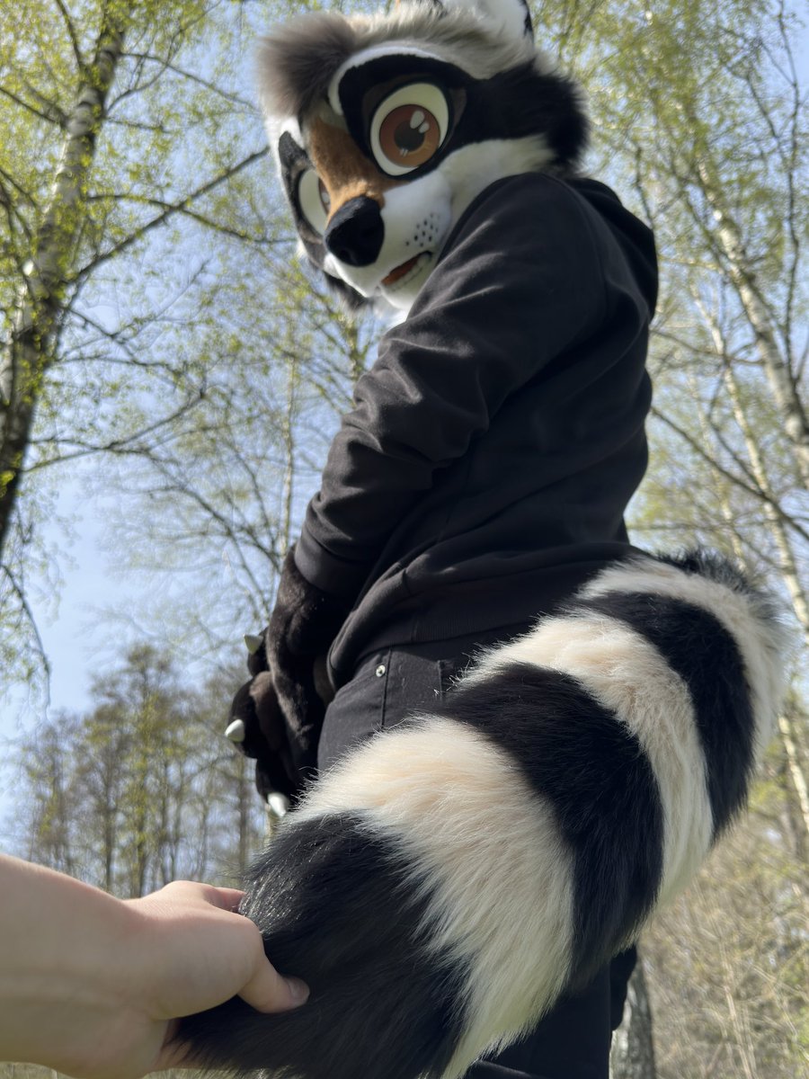 Some more photos of the raccoon partial fursuit for <a href="/Latinvixen/">Val / LatinVixen🔜ANE/NFC</a>
