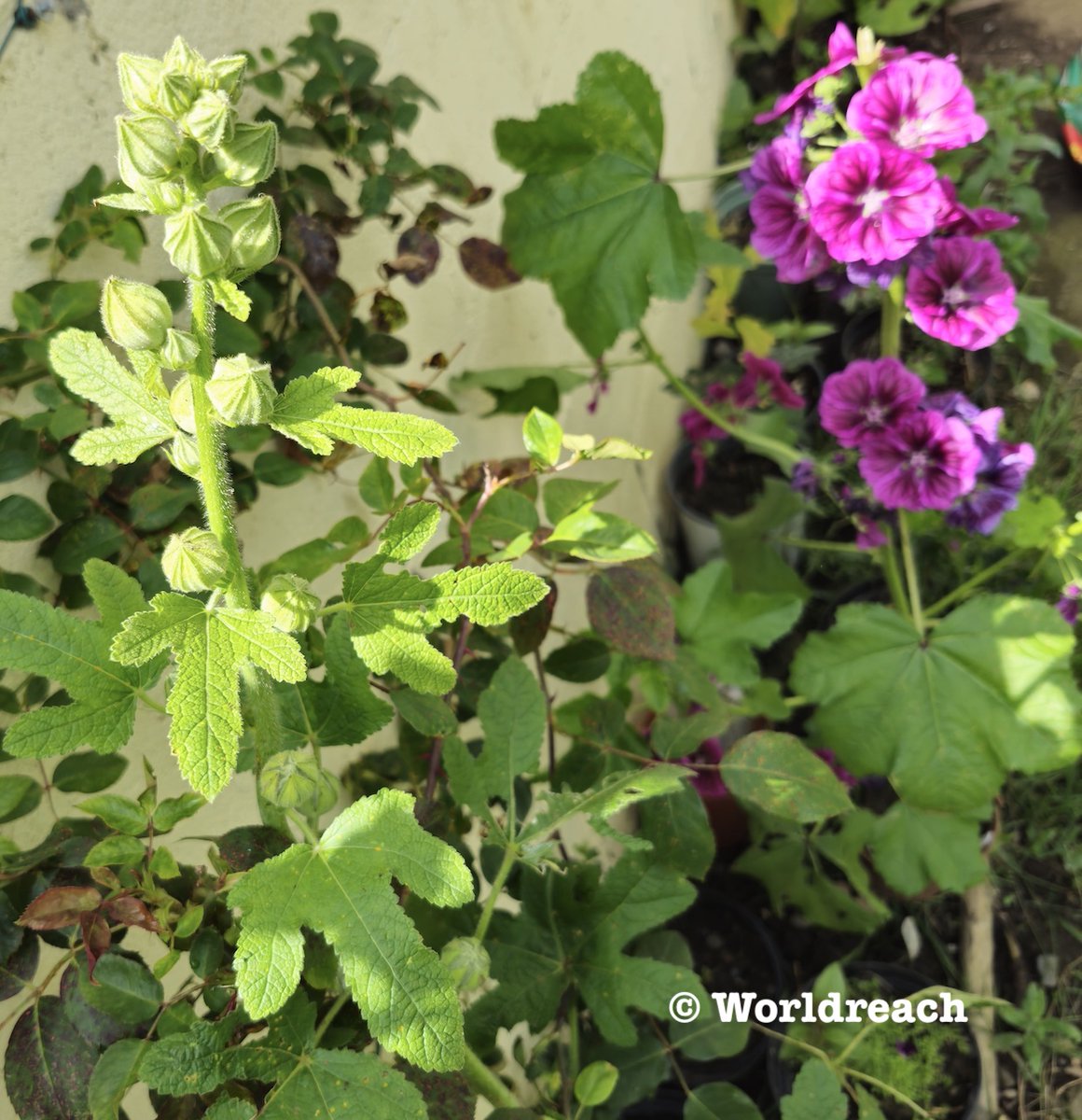 World Reach Comms tweet media