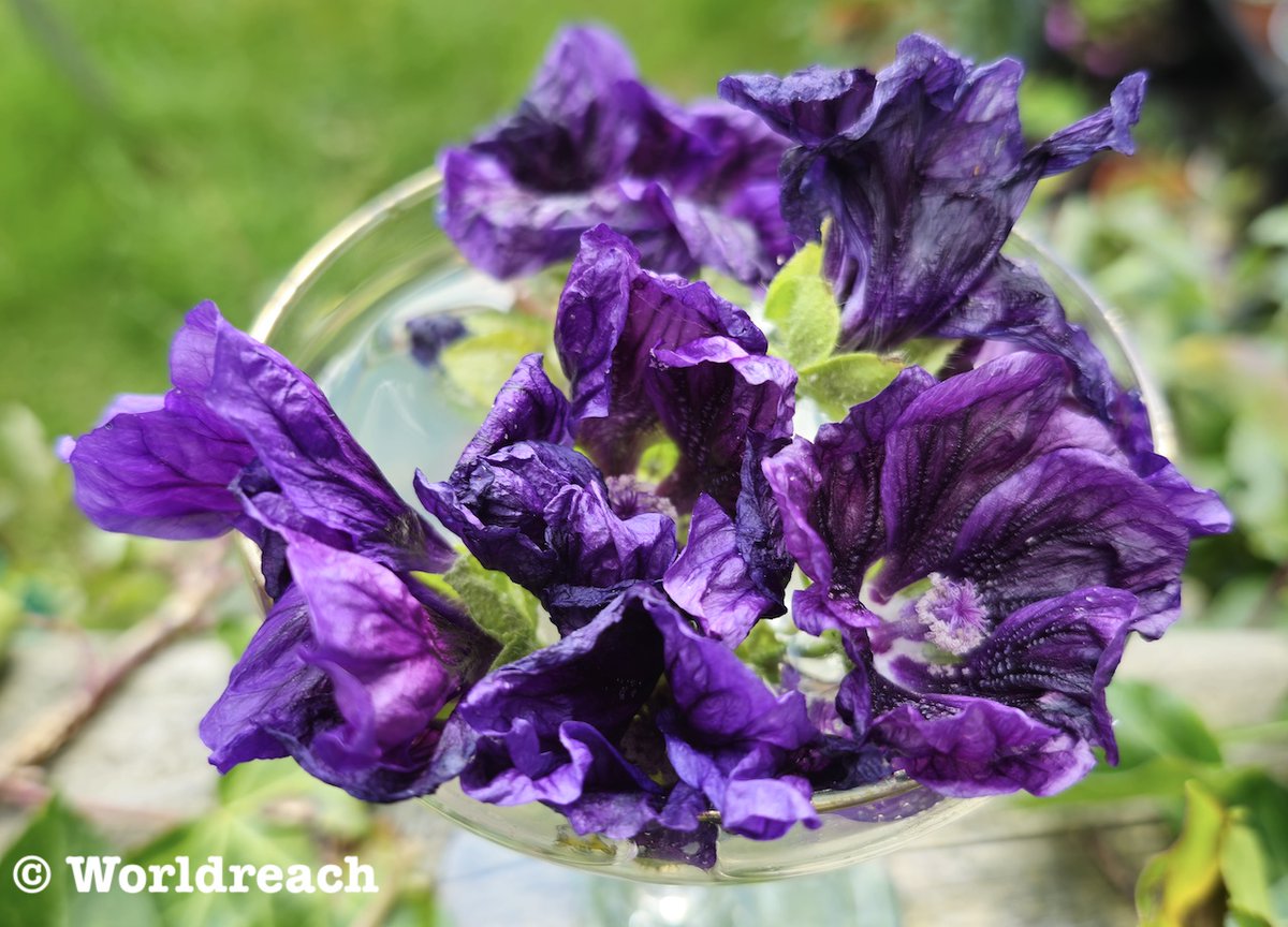 Here is my #hollyhock (left) almost ready to bloom &amp; its close relative #mallow.   I grew both from seed &amp; mallow was much easier to cultivate. The 2nd photo shows the head of the mallow &amp; you can see the colour has got even more intense when put in water.
Photo Worldreach Comms