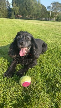 millypod1's tweet photo. Lottie was caught up on a branch in the river, she is now at The Willows getting treatment. She is stable but hypothermic. THANKS FOR RT's🐕🐾
🆘15 JUL 2024 #Lost LOTTIE #ScanMe
ELDERLY Cocker Spaniel Female
#KingsCoughton #Alcester #Warwickshire #B49
https://t.co/AnwoQwFcUd https://t.co/Y0660sIhUd