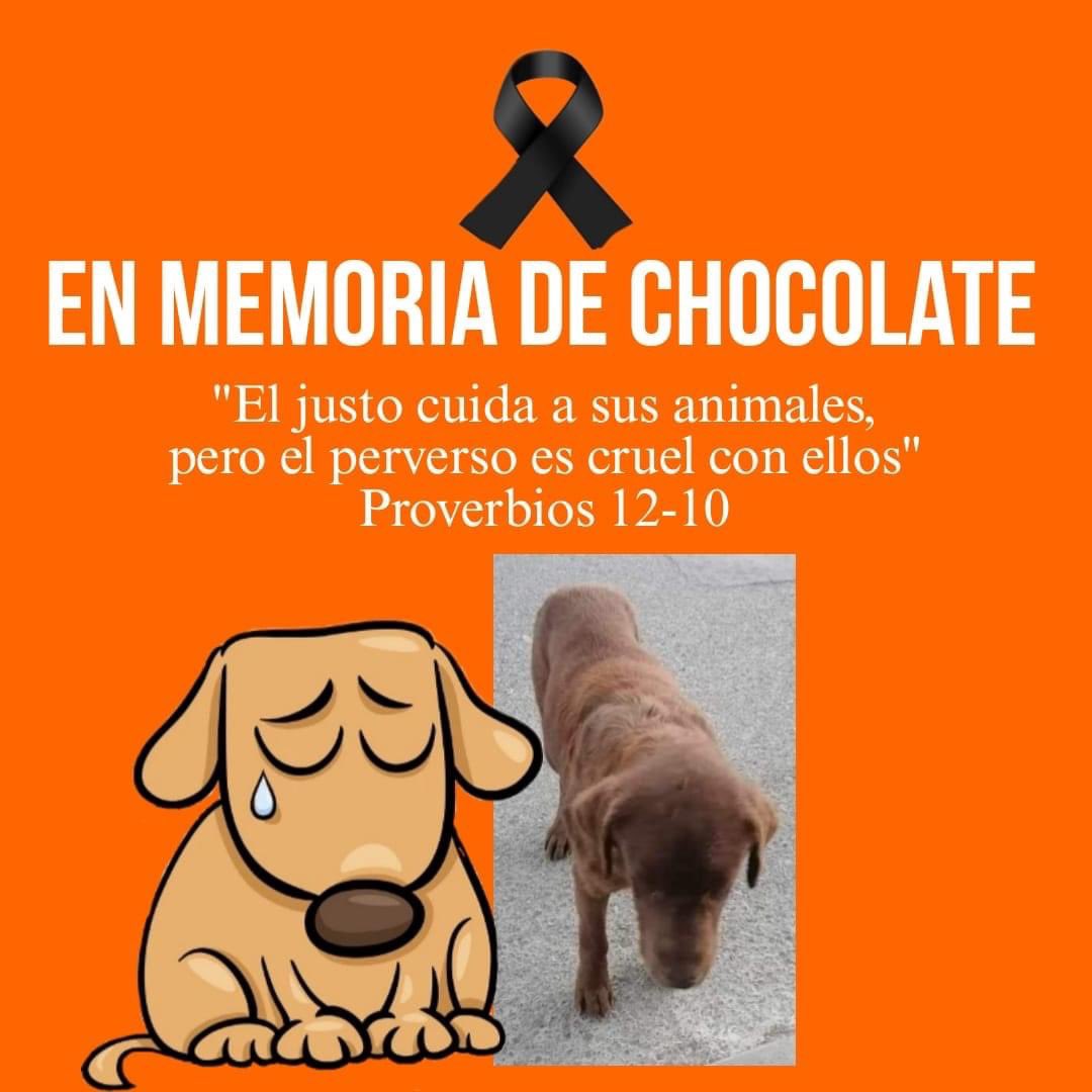 Plu2Desampara2's tweet photo. #Compartimos #justiciaParaChocolate 

Buenas tardes, el día viernes se acudió a hablar con él señor Francisco (Sacerdote de Santa María Ajoloapan) para que nos dijera que fue lo que pasó con Chocolate, un perrito muy amado y respetado por los vecinos de Santa María Ajoloapan, el señor Francisco nos dijo que efectivamente fue él quién llamó a la perrera, lo único que le pedimos era que nos ayudará a regresar a Chocolate, él nos dijo que nos tendría respuesta de Chocolate hoy, así que se acudió al lugar a dónde él llamó para que se lo llevaran y nos dijeron que ya fue sacrificado.
Chocolate no podrá vivir una vejez digna, en el pueblo que lo vió crecer, en el pueblo que lo quiso tanto, en el pueblo que sus huellitas caminaron para asistir a los rosarios y acompañar a los difuntos, Chocolate pasó sus últimos momentos solo,con miedo, sin una mano empática que lo acariciara, todo porque al señor Francisco le pareció correcto llamar a la perrera💔
Puntos a aclarar:
No tenemos nada en contra de Dios, al contrario él ama a todos los seres vivos por igual y hay muchos versículos que hablan del amor que Dios profesa a los seres vivos, sin embargo en la Iglesia de Santa María Ajoloapan no piensan igual pues para ellos Chocolate les causaba "mucha lata".
Nada hará que Chocolate regrese al pueblo que tanto lo quiso, pues ahora él está en el arcoiris recordando los lugares que tanto quiso y a las personas buenas que le brindaron caricias y cariño😞💔
Pero no queremos que esto quede en el olvido, no queremos que Chocolate sea olvidado ni que sea un número más💔