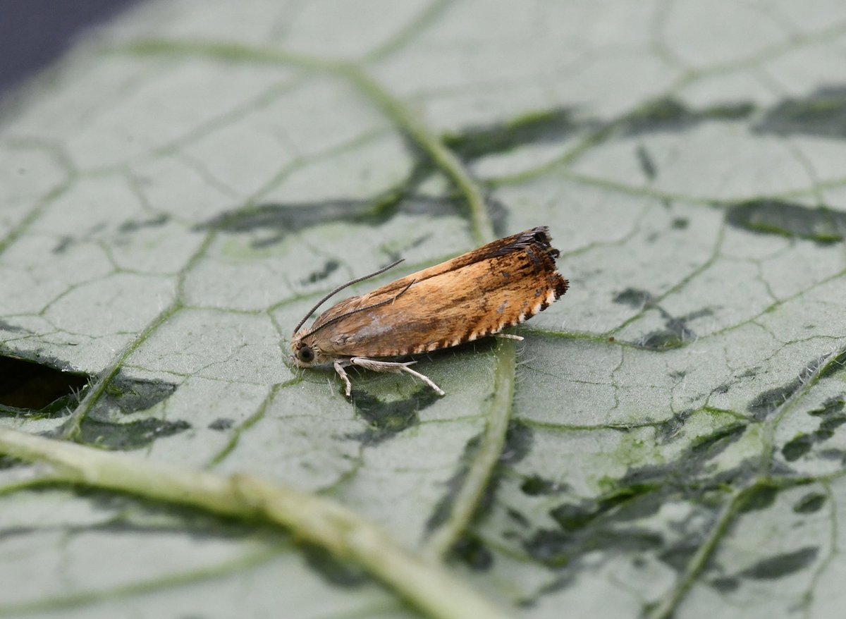 KevanBrett's tweet photo. Like buses another Pammene aurita/Tawny Sycamore Piercer too MYO today , never had one before and now 2 in 24 hours. A brighter more orangey individual this time @norfolkmoths @NorfolkNats @BC_Norfolk #micromoths #moths https://t.co/Z5ZWYEBWCK