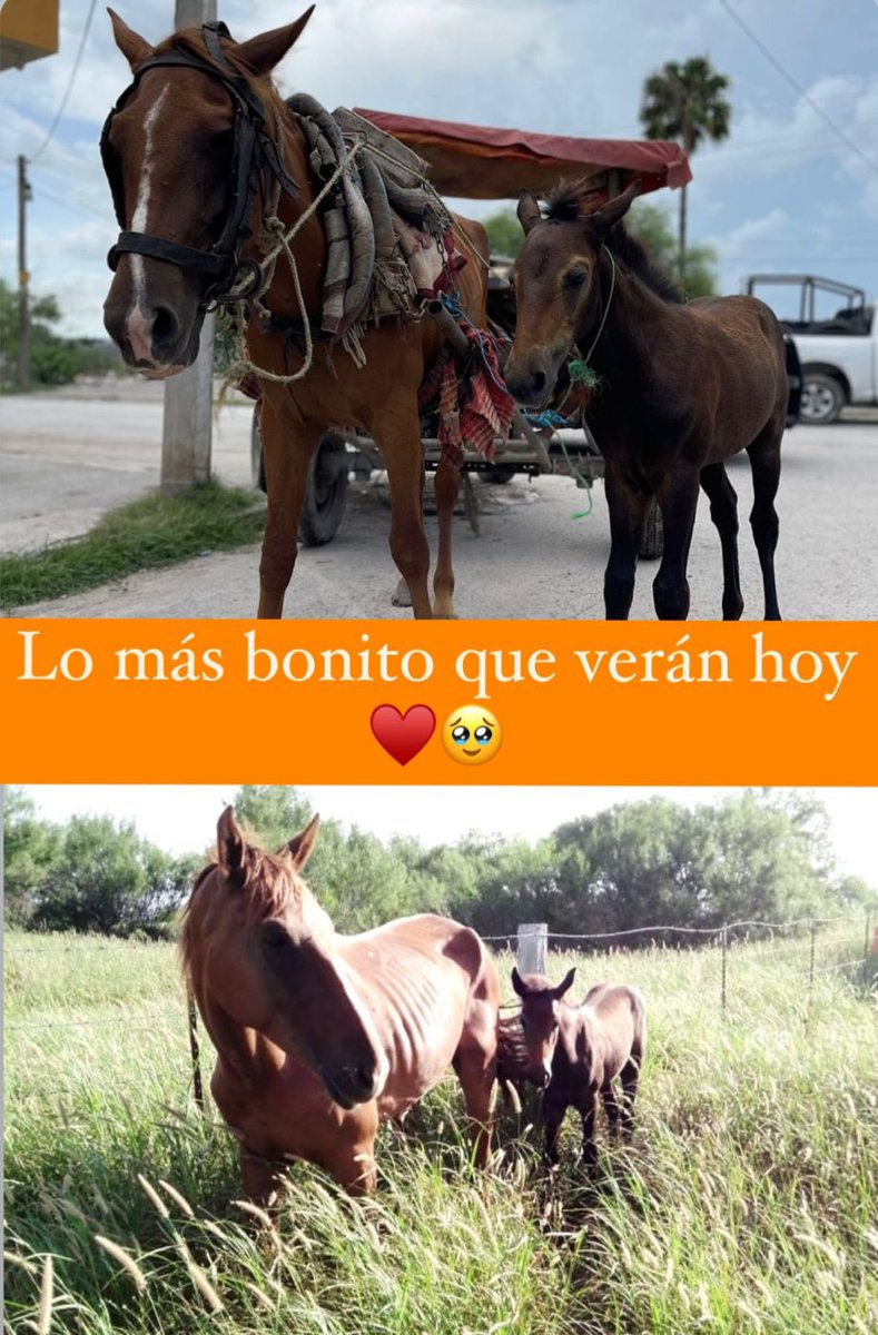 sereslibres_mx's tweet photo. Vean a nuestras princesas disfrutando de la libertad en su lugar de resguardo. Están muy felices por que ya no están trabajando y saben que tendrán una mejor vida. Las bautizamos como GITANA (mamá) y TINA (bebita). Les daremos la mejor vida y todo nuestro amor. https://t.co/32wjoX24Bv