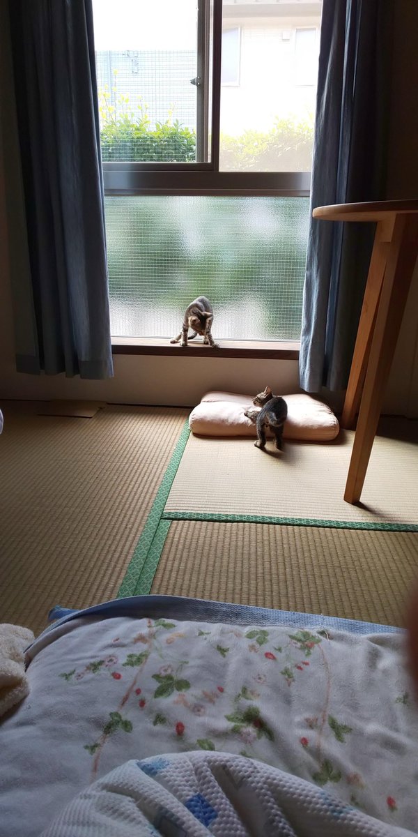 「猫編に写真もいくつか載せたいと思いアルバムを開いたらひとつひとつに思い出が詰まっ」|bubuchiyoのイラスト