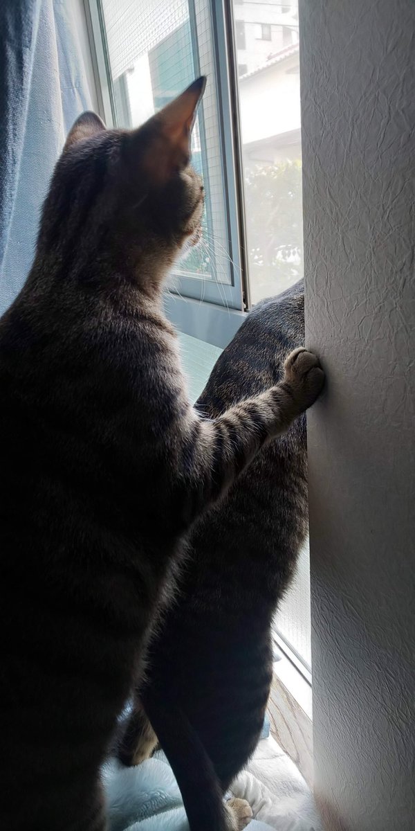 「猫編に写真もいくつか載せたいと思いアルバムを開いたらひとつひとつに思い出が詰まっ」|bubuchiyoのイラスト