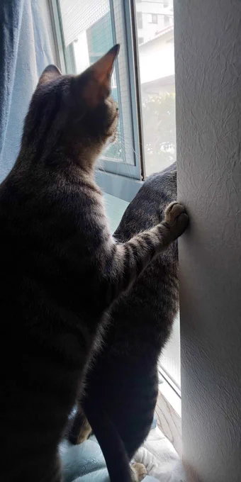 猫編に写真もいくつか載せたいと思いアルバムを開いたらひとつひとつに思い出が詰まっていてなかなか選べない。