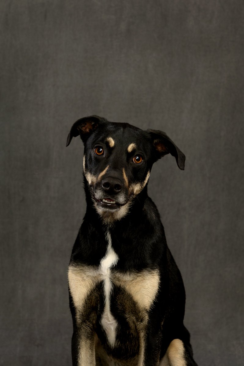 One of the pictures from my recent photoshoot. Good dog eyebrows!