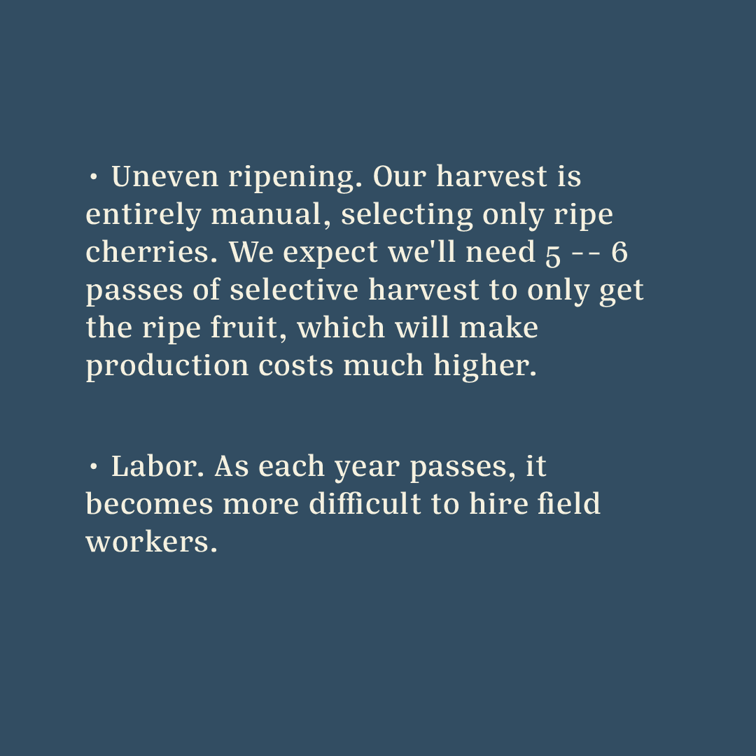 Casa Brasil Coffees tweet media