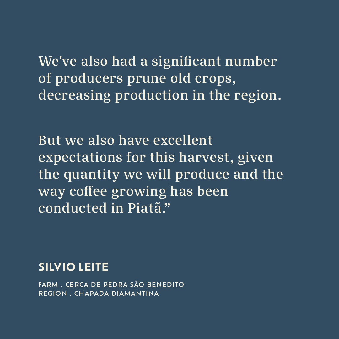 Casa Brasil Coffees tweet media