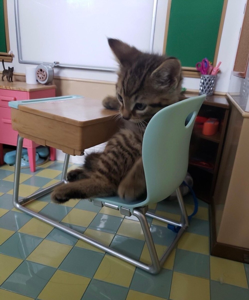 Catsillyness's tweet photo. Hes in school https://t.co/zGo2NjhmoA
