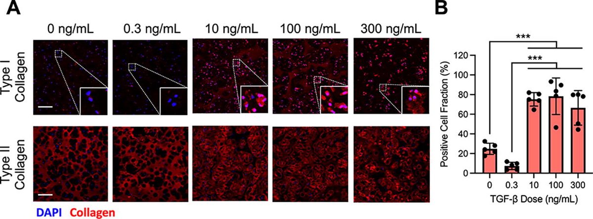 Check out this article from <a href="/AlbroLab/">AlbroLab</a> <a href="/BuMechE/">BU MechE</a> on how physiologic TGF-β doses promote hyaline-like cartilage with balanced #ECM production, reducing detrimental effects compared to supraphysiologic doses.

Read more here: doi.org/10.1089/ten.te…